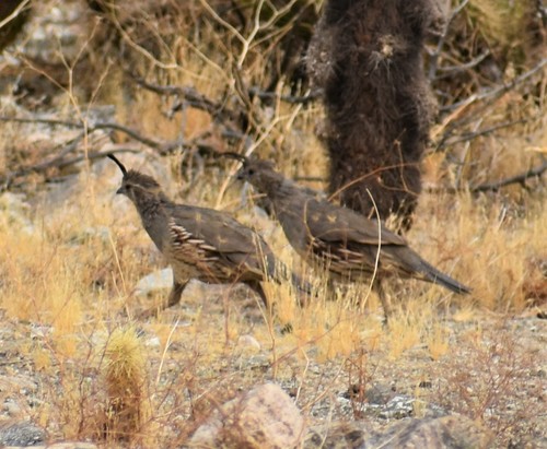 iNaturalist observation photo of Gambel's Quail