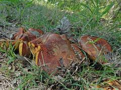 Phlebopus marginatus