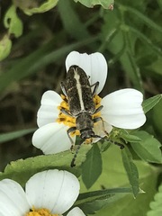 Ochraethes brevicornis