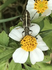 Ochraethes brevicornis