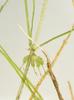 Zannichellia palustris pedicellata - Photo (c) Rob Palmer, some rights reserved (CC BY-NC-SA), uploaded by Rob Palmer