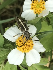 Ochraethes brevicornis