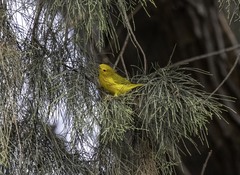 Setophaga petechia