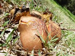 Phlebopus marginatus