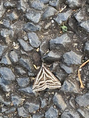 Dichromodes confluaria