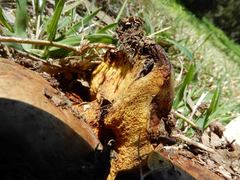 Phlebopus marginatus