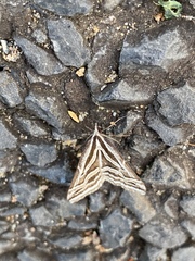 Dichromodes confluaria