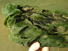 Cladophora glomerata