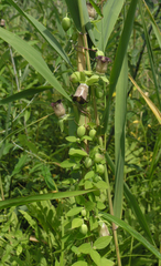 Codonopsis ussuriensis