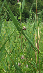 Codonopsis ussuriensis