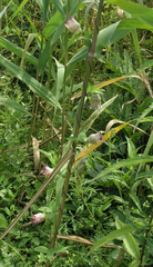 Codonopsis ussuriensis