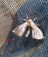 Apatelodes pudefacta