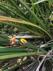 Bossiaea prostrata