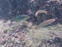 Halichoeres notospilus