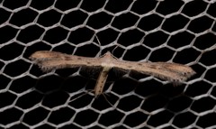 Bipunctiphorus euctimena