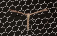 Bipunctiphorus euctimena