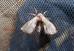 Apatelodes pudefacta