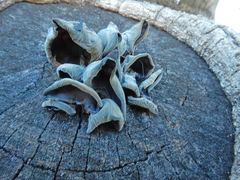 Auricularia auricula-judae