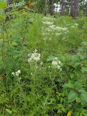 Eupatorium album