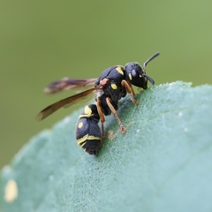 Parancistrocerus vagus