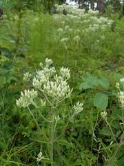 Eupatorium album