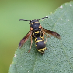 Parancistrocerus vagus