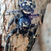 Superb Jumping Spider - Photo (c) Jeannie, some rights reserved (CC BY-NC), uploaded by Jeannie