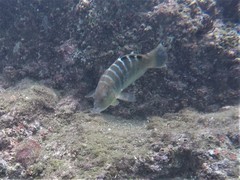 Halichoeres notospilus