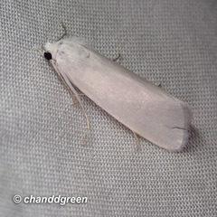 Scirpophaga magnella
