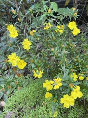 Hibbertia bracteata