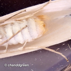 Scirpophaga magnella