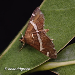 Hymeniini