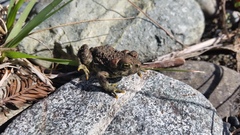 Anaxyrus boreas boreas