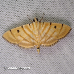 Notarcha tigrina