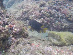 Stegastes flavilatus