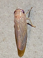 Chlorotettix necopinus