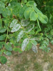 Erysiphe palczewskii