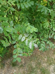 Erysiphe palczewskii