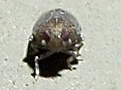 Opsiplanon luella