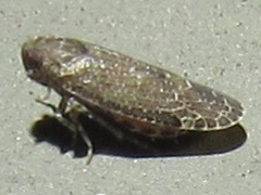 Opsiplanon luella
