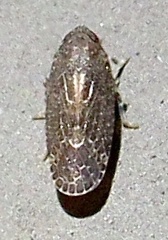 Opsiplanon luella