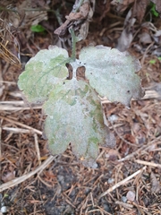 Erysiphe macleayae