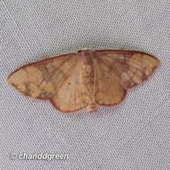 Metallaxis semipurpurascens