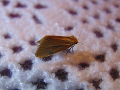 Amphipyrinae