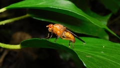 Dryomyzidae