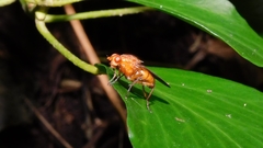 Dryomyzidae