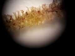 Cryptolophocolea mitteniana