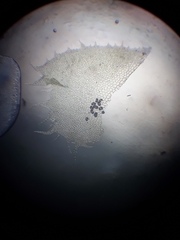 Cryptolophocolea mitteniana