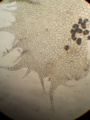 Cryptolophocolea mitteniana