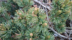 Pinus culminicola